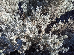 Cratystylis conocephala