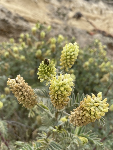 Image of Astragalus pycnostachyus by no rights reserved
