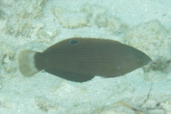 Halichoeres marginatus