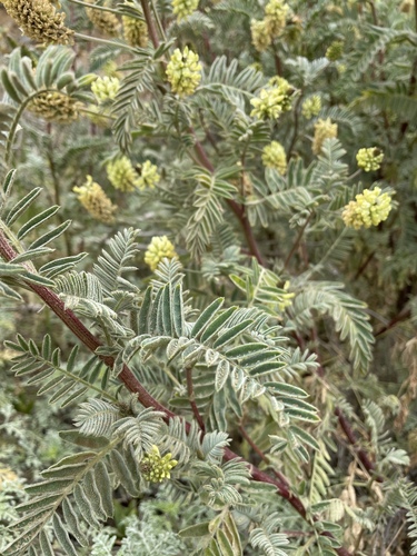Image of Astragalus pycnostachyus by no rights reserved