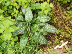 Pulmonaria affinis