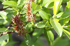 Salix pseudomonticola