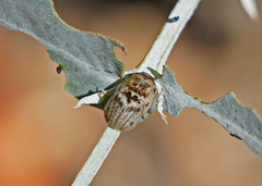 Paropsisterna m-fuscum