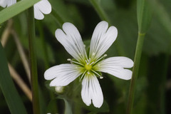Cerastium beeringianum