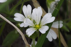 Cerastium beeringianum