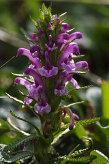 Pedicularis verticillata