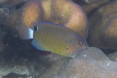 Pomacentrus bankanensis