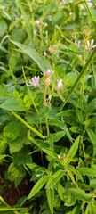 Cleome monophylla