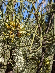 Hakea divaricata