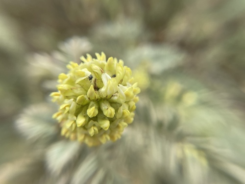 Image of Astragalus pycnostachyus by no rights reserved