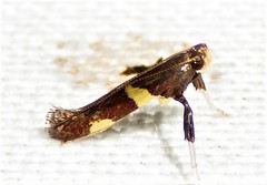 Caloptilia cornusella