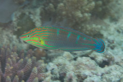 Halichoeres melanurus