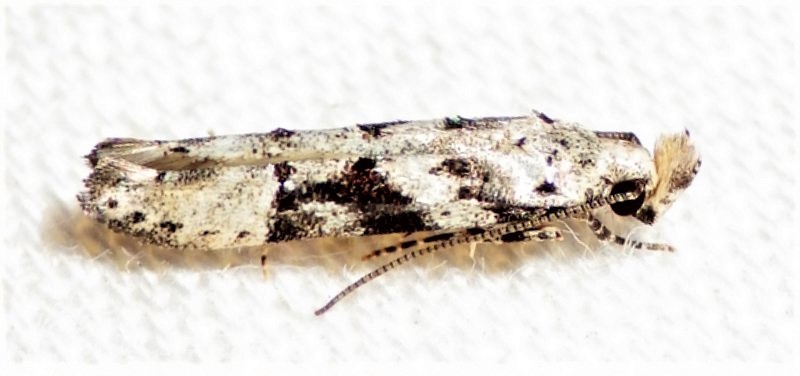 Spruce Micromoth