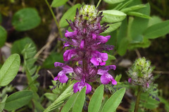 Pedicularis verticillata