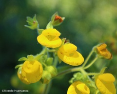 Calceolaria dentata