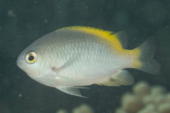 Pomacentrus lepidogenys