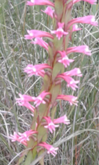 Satyrium macrophyllum