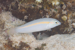 Halichoeres scapularis