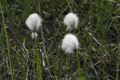 Eriophorum scheuchzeri