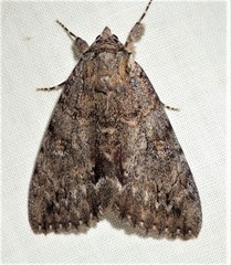 Catocala habilis