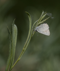 Satyrium sylvinus dryope