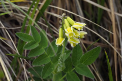 Astragalus umbellatus