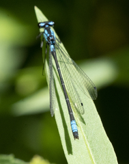 Zoniagrion exclamationis
