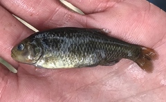 Grundulus bogotensis