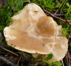 Clitocyboides