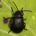 Black-punctured Leaf Beetle - Photo (c) Kjetil Fjellheim, some rights reserved (CC BY)