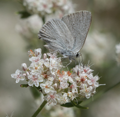 Satyrium sylvinus dryope