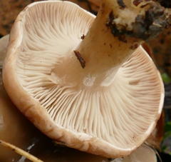 Clitocyboides