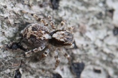 Naphrys