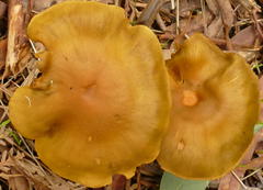 Cortinarius austrovenetus