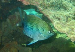 Abudefduf sparoides