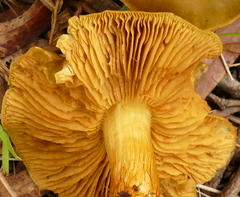 Cortinarius austrovenetus