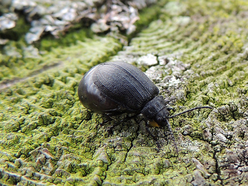 black-punctured leaf beetle, photo 6 of 10