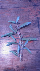 Atractocarpus chartaceus