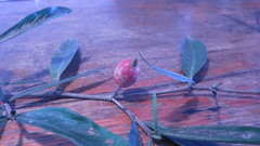 Atractocarpus chartaceus