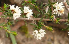 Cryptandra tomentosa