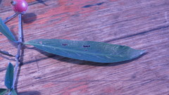 Atractocarpus chartaceus