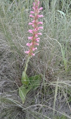 Satyrium macrophyllum