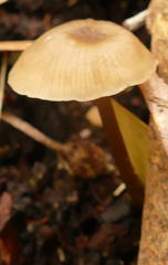 Entoloma readiae