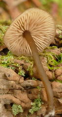 Entoloma readiae