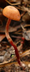 Laccaria canaliculata