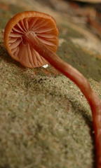 Laccaria canaliculata
