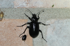 Calosoma peregrinator
