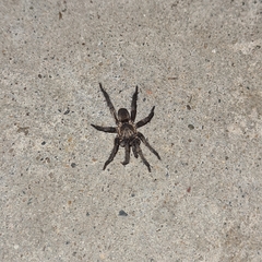 Seqocrypta jakara