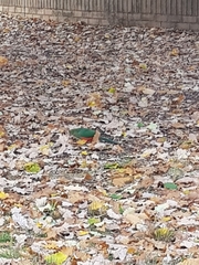 Alisterus scapularis