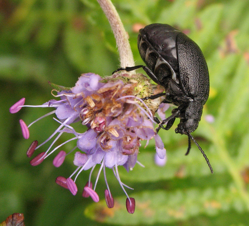 black-punctured leaf beetle, photo 4 of 10